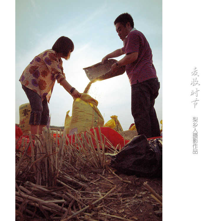 harvest in chinese rural area!this is a joy time over a year!
