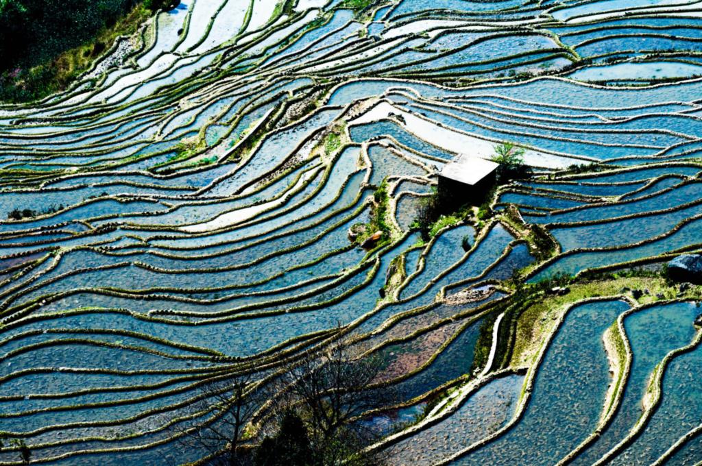 Terraced Rice Field Photo-Rice terrace fields in Yunnan