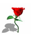 Sexy roses Emoticon(Gif Emoji free download)