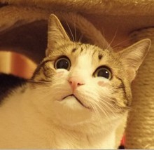 94 Super cute cat Gifs emoticons free download