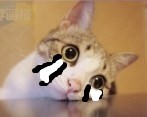 94 Super cute cat Gifs emoticons free download