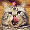 I know you're being cute! cat emoticons for twitter