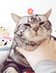 I know you're being cute! cat emoticons for twitter