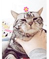 I know you’re being cute! cat emoticons for twitter