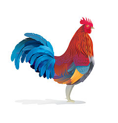 Permalink to The cock illustration design vector diagram ai free download