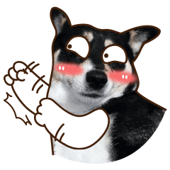 24 Super funny husky dog gifs emoji emoticons downloads
