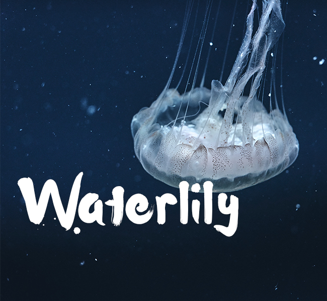 Waterlily Font Download